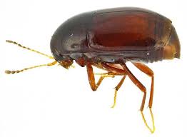 Attēlu rezultāti vaicājumam “Scaphisoma sp.”