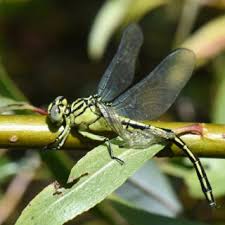 Attēlu rezultāti vaicājumam “Coenagrion armatum male”