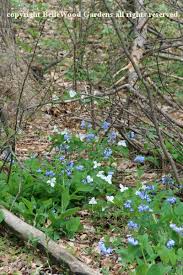 Image result for Leaves Green Bowmen