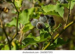 Attēlu rezultāti vaicājumam “Arctium tomentosum”