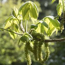 Attēlu rezultāti vaicājumam “Juglans cinerea flower”