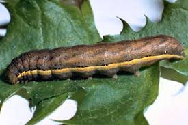 Attēlu rezultāti vaicājumam “Lacanobia suasa”