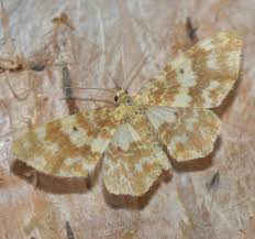 Attēlu rezultāti vaicājumam “Hydrelia flammeolaria”