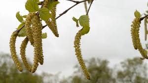Attēlu rezultāti vaicājumam “Betula pubescens”