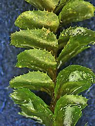 Attēlu rezultāti vaicājumam “Plagiochila”