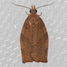 Attēlu rezultāti vaicājumam “Pandemis heparana”