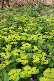 Attēlu rezultāti vaicājumam “Chrysosplenium alternifolium flower”