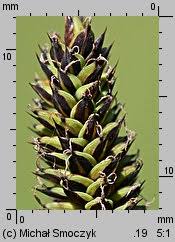 Attēlu rezultāti vaicājumam “Carex hartmanii”