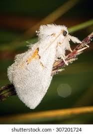 Attēlu rezultāti vaicājumam “Leucodonta bicoloria”