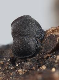 Attēlu rezultāti vaicājumam “Perichaena corticalis macro”