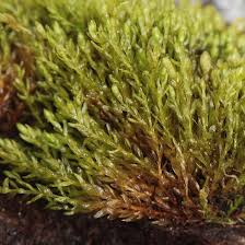 Attēlu rezultāti vaicājumam “Grimmia muehlenbeckii sporophyte”