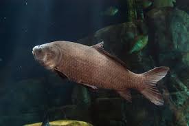 Image result for Ictiobus cyprinellus