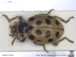 Attēlu rezultāti vaicājumam “Hippodamia tredecimpunctata”