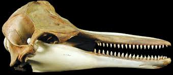 Image result for Tursiops truncatus