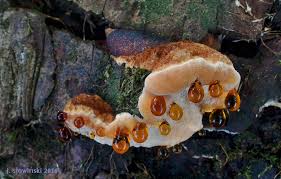 Attēlu rezultāti vaicājumam “Ischnoderma benzoinum”