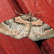 Attēlu rezultāti vaicājumam “Catarhoe rubidata”