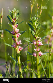 Attēlu rezultāti vaicājumam “Glaux maritima flower”