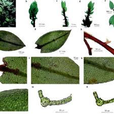 Attēlu rezultāti vaicājumam “Lasiosphaeria ovina spores”