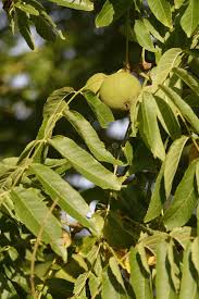 Attēlu rezultāti vaicājumam “Juglans cinerea fruit”