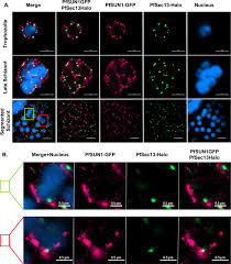 Attēlu rezultāti vaicājumam “Diderma radiatum plasmodium”