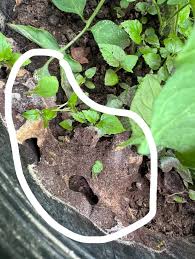 Attēlu rezultāti vaicājumam “Fuligo septica var. rosea young”