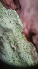 Attēlu rezultāti vaicājumam “Chaenotheca stemonea”