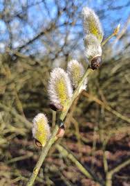 Attēlu rezultāti vaicājumam “Salix cinerea female flower”