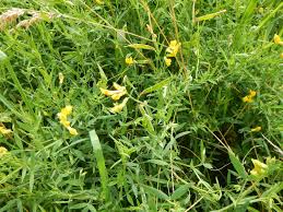 Attēlu rezultāti vaicājumam “Lathyrus pratensis leaf”