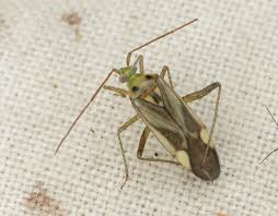 Attēlu rezultāti vaicājumam “Adelphocoris lineolatus imago”