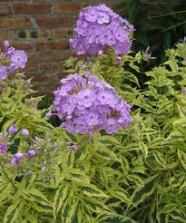 Image result for Phlox (großblumig)