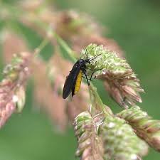 Attēlu rezultāti vaicājumam “Sciara analis”