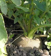 Image result for Rettich