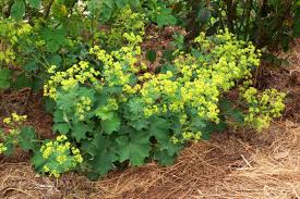 Image result for Alchemilla vulgaris