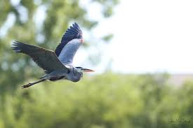 Image result for heron
