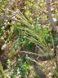 Attēlu rezultāti vaicājumam “Bromopsis inermis leaf”