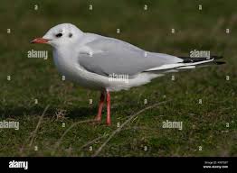 Attēlu rezultāti vaicājumam “Larus ridibundus adult”