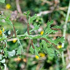 Attēlu rezultāti vaicājumam “Jacobaea vulgaris leaf”