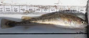 Image result for Microgadus tomcod