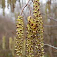 Attēlu rezultāti vaicājumam “Alnus glutinosa flower”