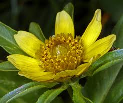 Attēlu rezultāti vaicājumam “Bidens cernua flower”