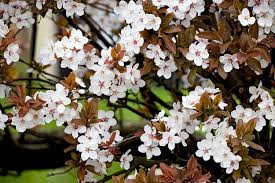 Attēlu rezultāti vaicājumam “Prunus cerasifera flower”
