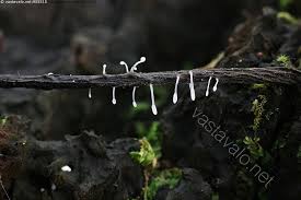 Attēlu rezultāti vaicājumam “Typhula setipes”