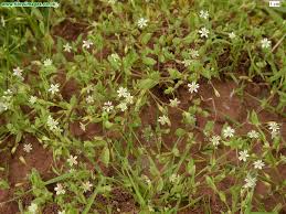 Attēlu rezultāti vaicājumam “Stellaria alsine”