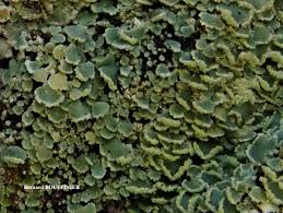 Attēlu rezultāti vaicājumam “Hypocenomyce scalaris”