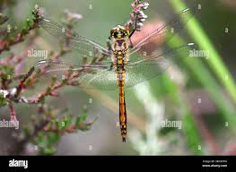 Attēlu rezultāti vaicājumam “Sympetrum danae”