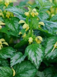 Attēlu rezultāti vaicājumam “Lamiastrum galeobdolon”