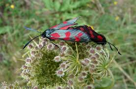 Attēlu rezultāti vaicājumam “Zygaena filipendulae exuvia”