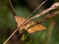Attēlu rezultāti vaicājumam “Idaea serpentata”