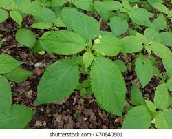 Attēlu rezultāti vaicājumam “Mercurialis perennis”