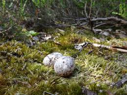 Attēlu rezultāti vaicājumam “Caprimulgus europaeus egg”